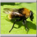 Criorhina berberina berberina - Gemeine Pelzschwebfliege m01.jpg